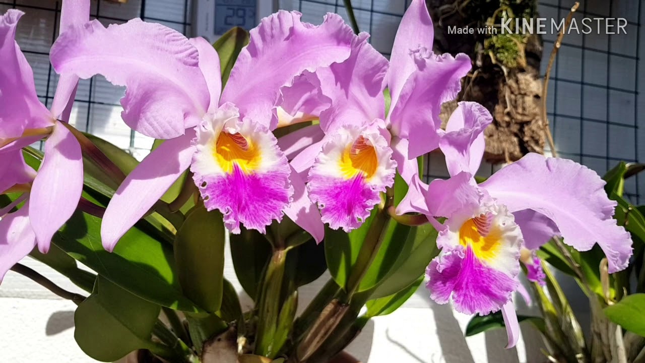 Цветение каттлеи гаскелиана Cattleya gaskeliana
