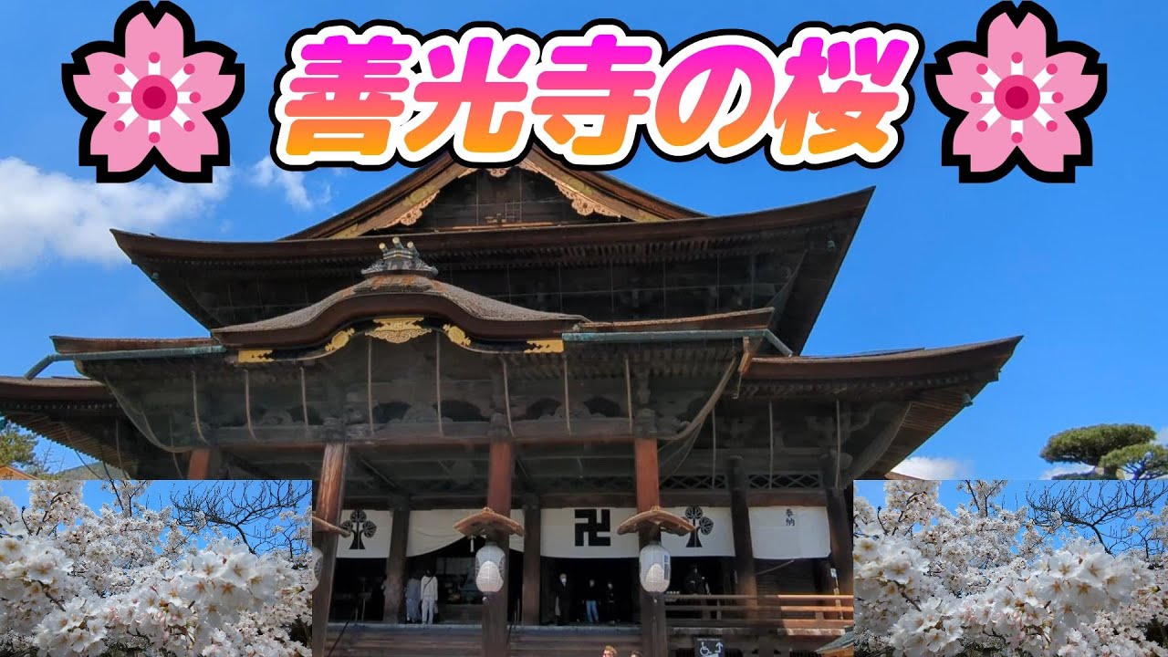 🌸善光寺の桜🌸WBC優勝の勝ち守り⚾等　Hachigori🐝🦍TV
