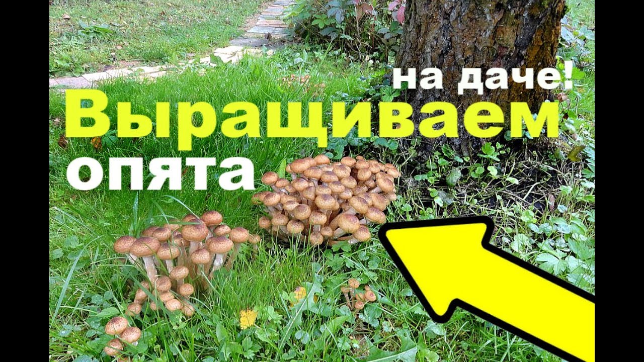 Как быстро вырастить на своей даче опята?