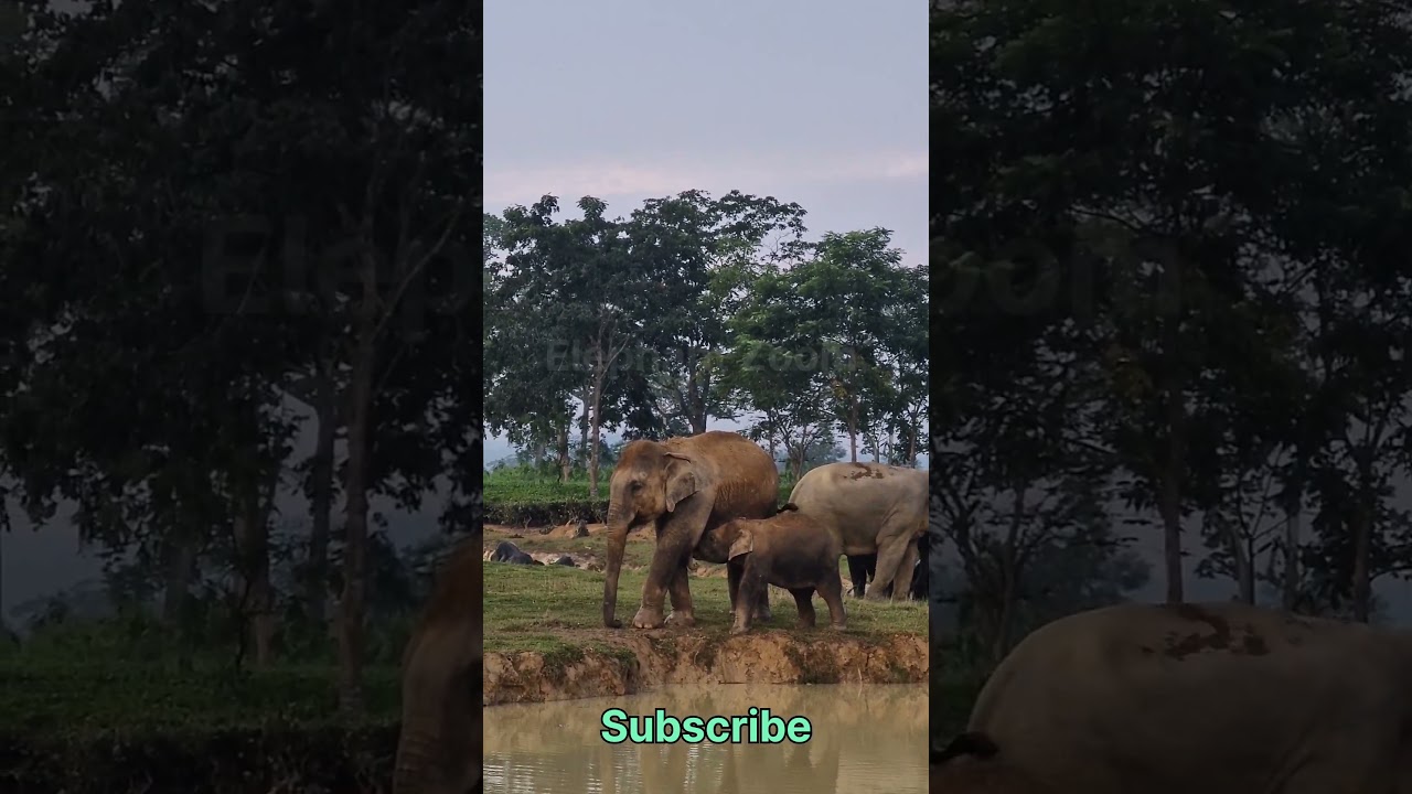 Wild Elephant Conflict: Why Humans and Elephants Clash