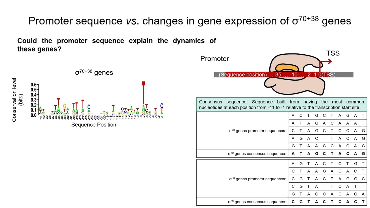 E. coli genes with dual sigma factor preference