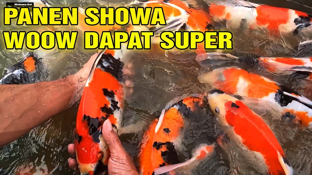 PANEN SHOWA BERKUALITAS | GRADE A SAMPAI SUPER ADA DISINI