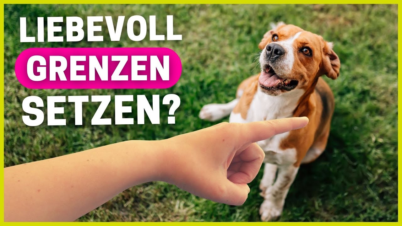 7 Tipps, um deinem Hund liebevoll Grenzen zu setzen