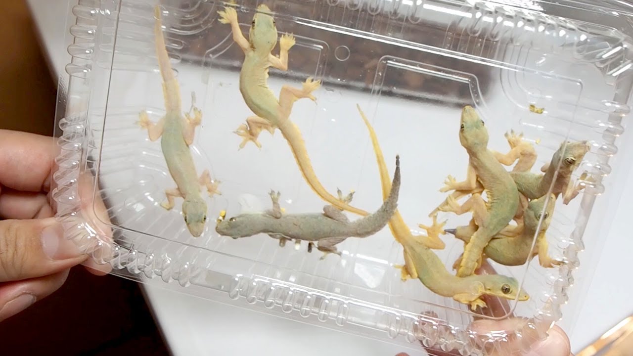 ヘビのエサ用に生きたヤモリを大量購入しました