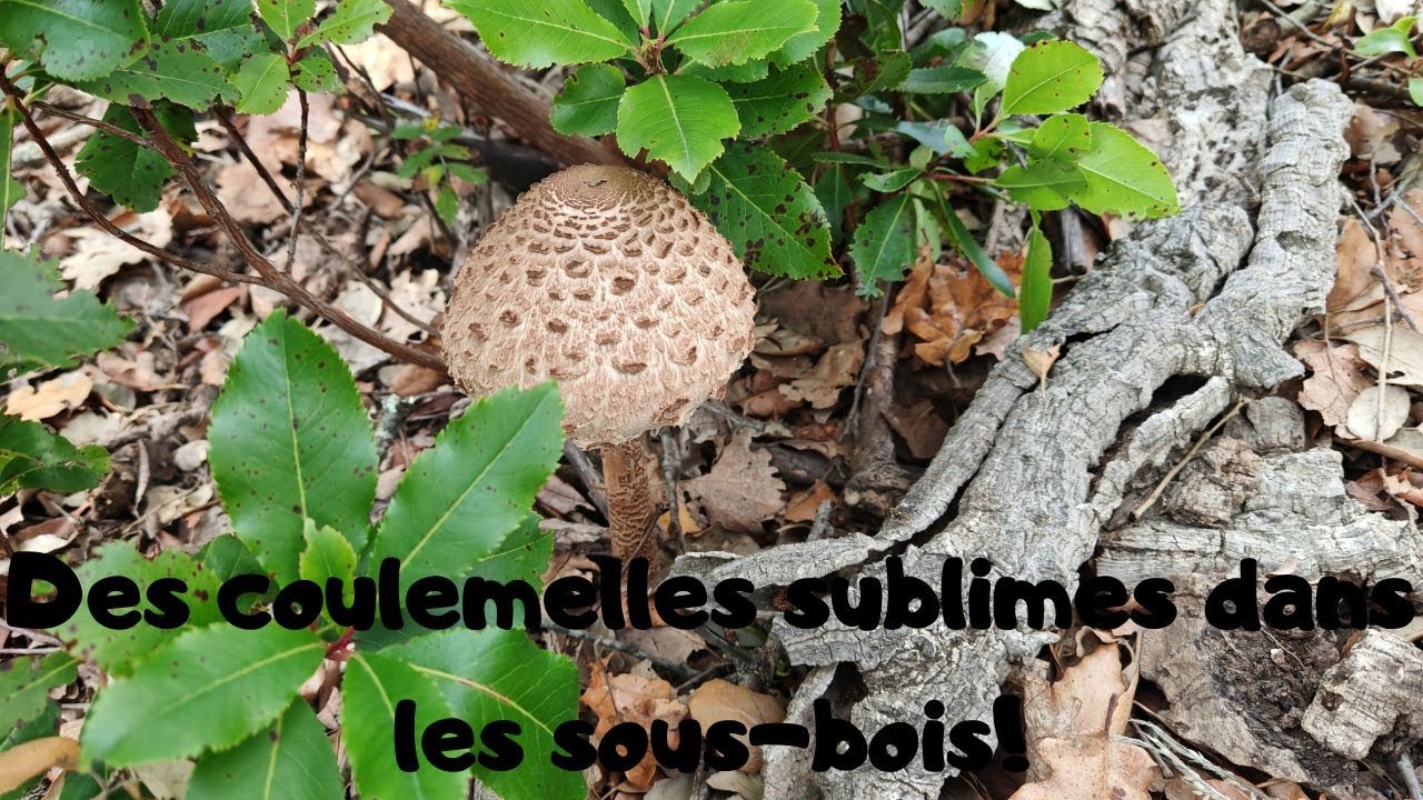 Des coulemelles sublimes dans les sous bois!