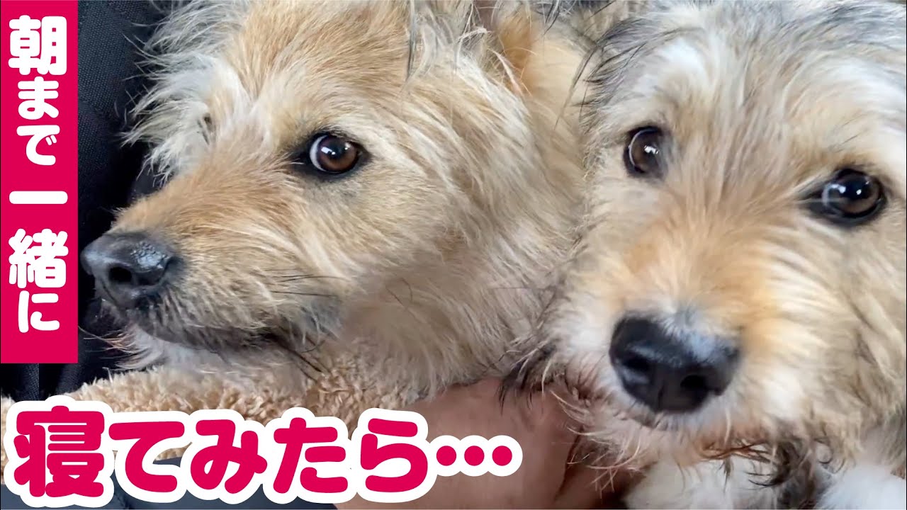 子犬が慣れてきたので家族４人で一緒に寝てみたら…【かわいすぎ】