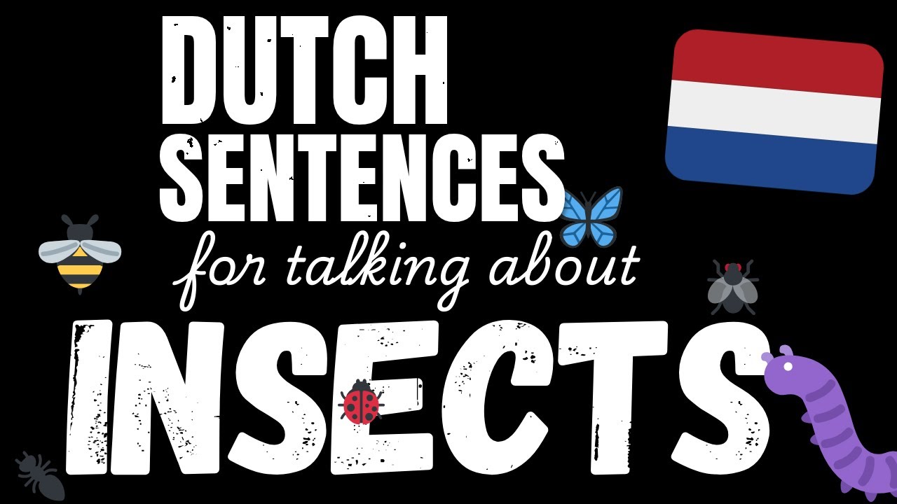 100 Easy Dutch sentences - Insects | Learn A1 Dutch vocabulary