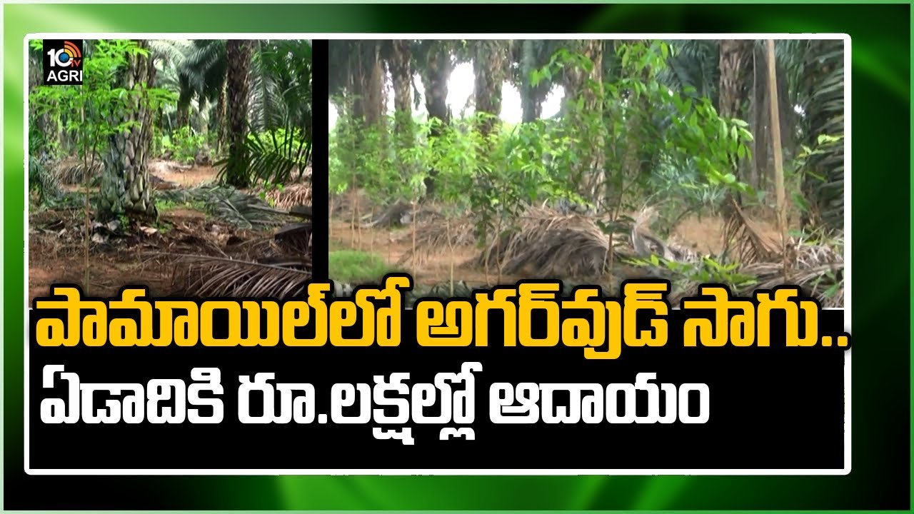 పామ్ఆయిల్‏లో అగరఉడ్ సాగు.. ఏడాదికి లక్షల రూపాయల ఆదాయం | Palm Oil | Matti Manishi | 10TV