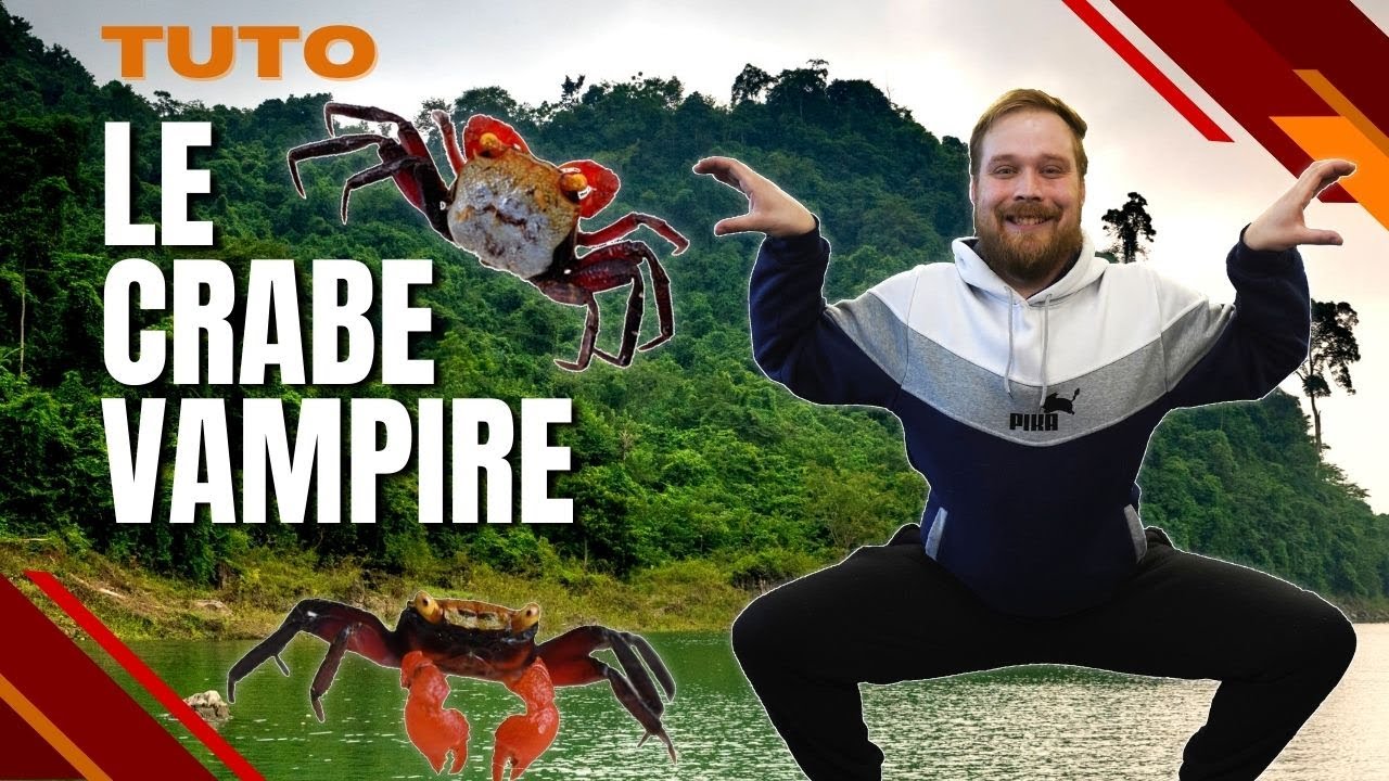 Mini PALUDARIUM ! Le MEILLEUR habitat pour des CRABES VAMPIRE ! TRUCS & ASTUCES [ ANI' MOOD ]