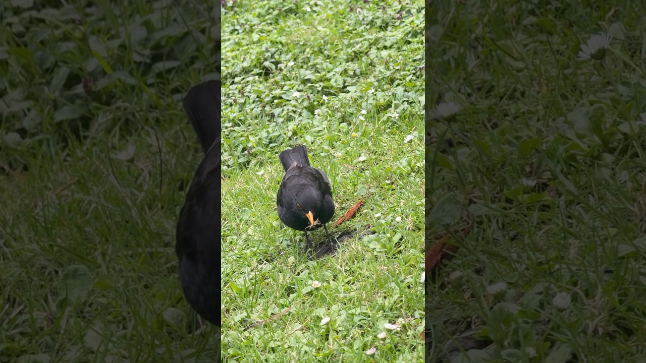 🐦‍⬛