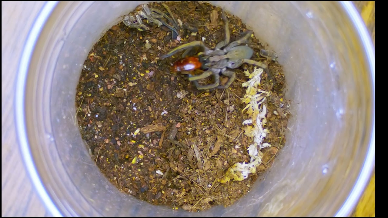 Hogna Schmitzi sling feeding