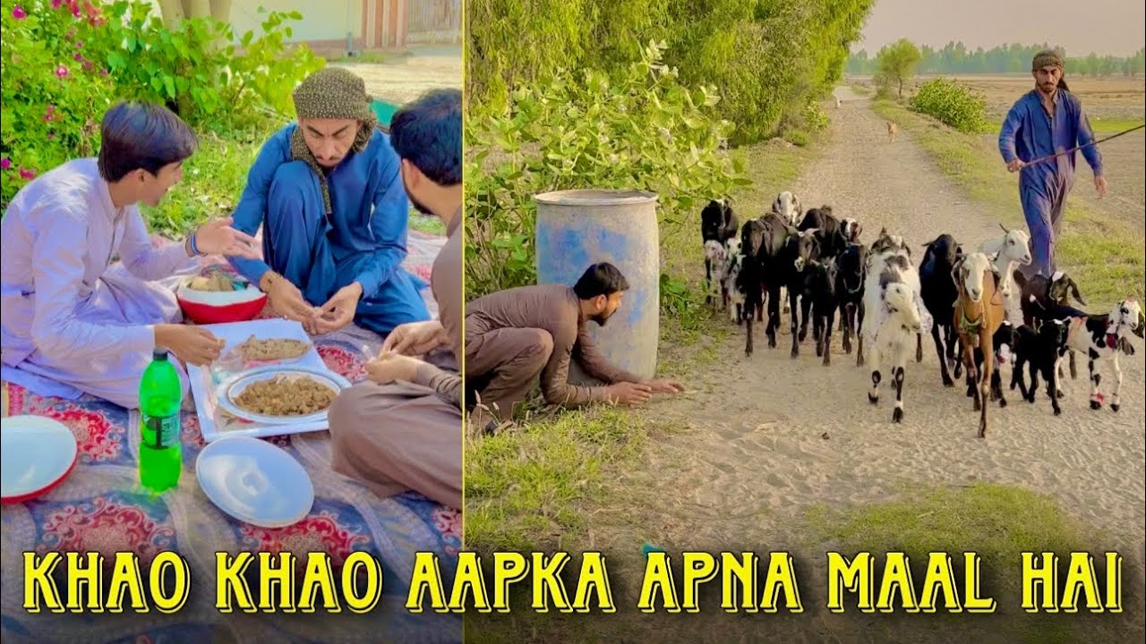 Khao Khao aapka Apna Maal Hai 🐐 Free Wala Bakra