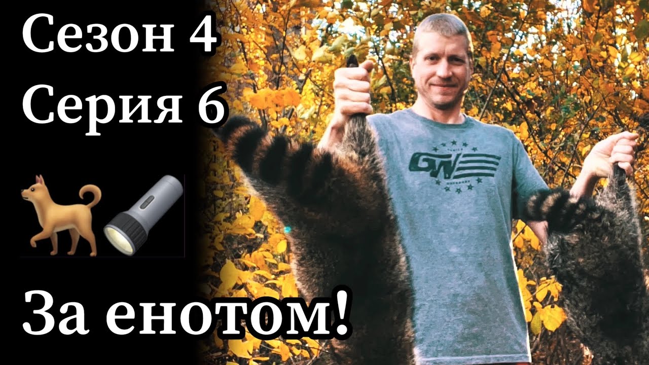 Охота с западно сибирскими лайками на енота полоскуна в северной америке