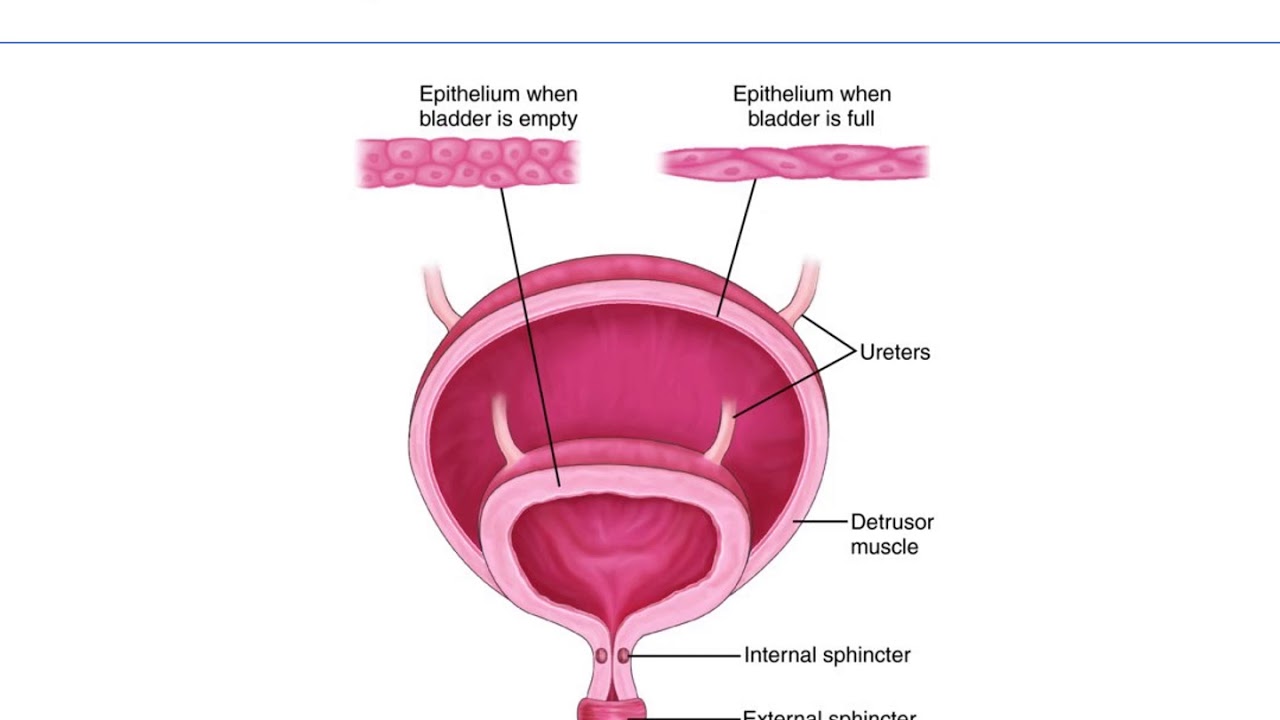 Chapter 37 Urinary elimination LPN to RN
