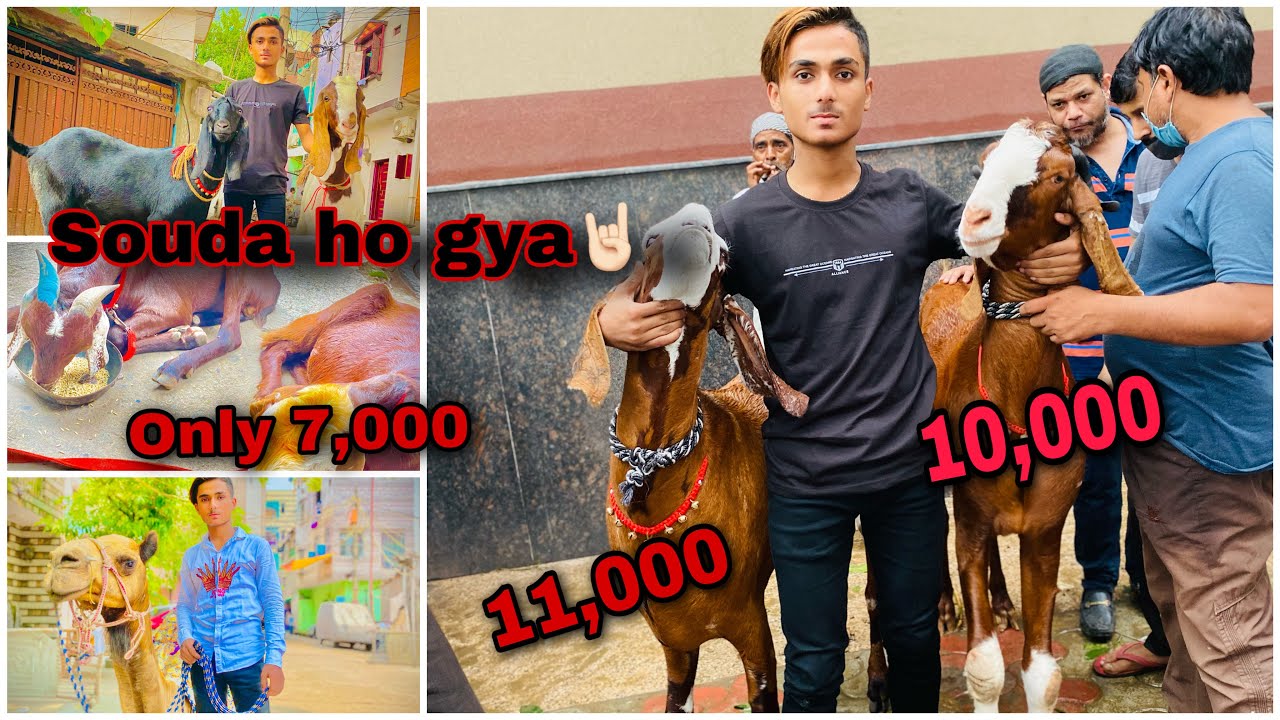 || Gazipur se humne bakre Khareede || buying || armanvloge || Gazipur bakra mandi ||