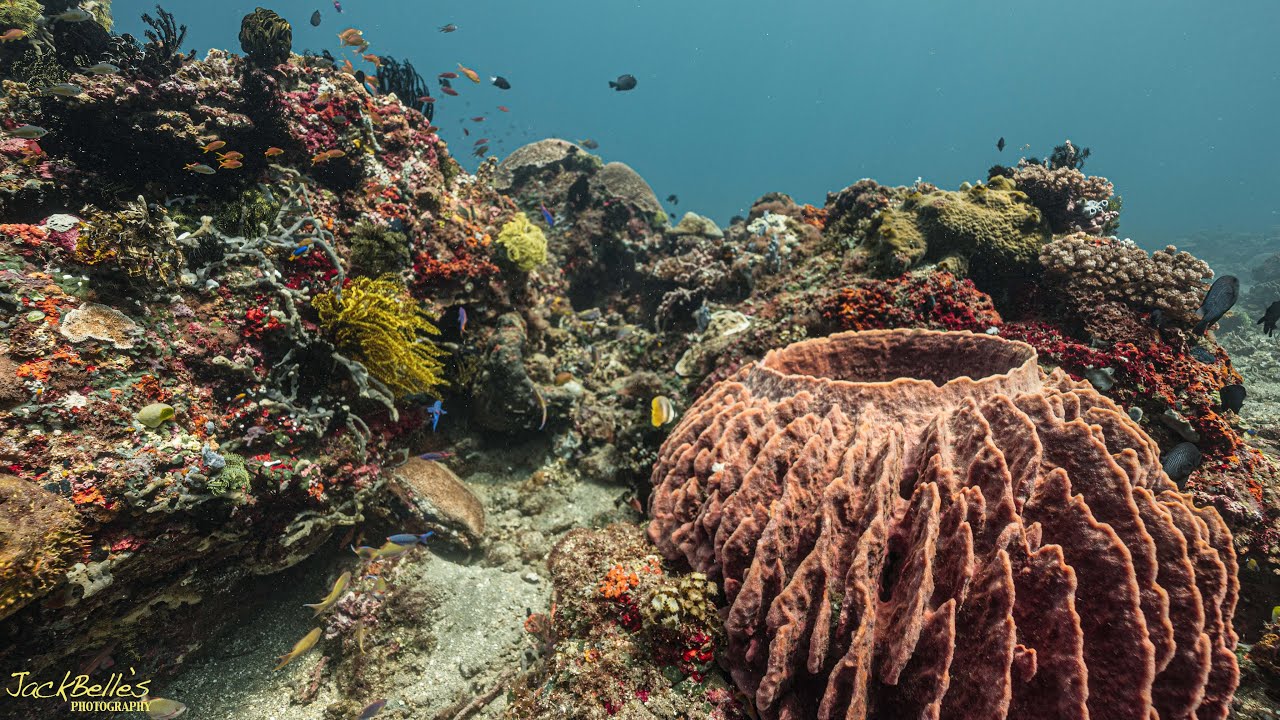Dive at Silver Reef House Reef   HD 1080p