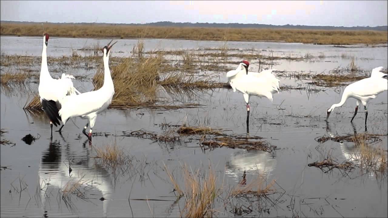 Whooping Crane Pairs