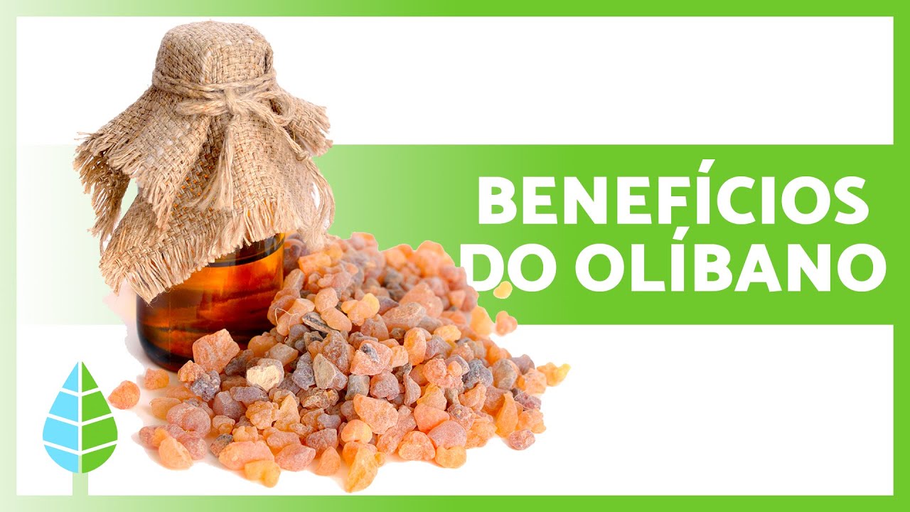 BENEF&Iacute;CIOS do OL&Iacute;BANO 🌿 (Propriedades, Usos e Contraindica&ccedil;&otilde;es)