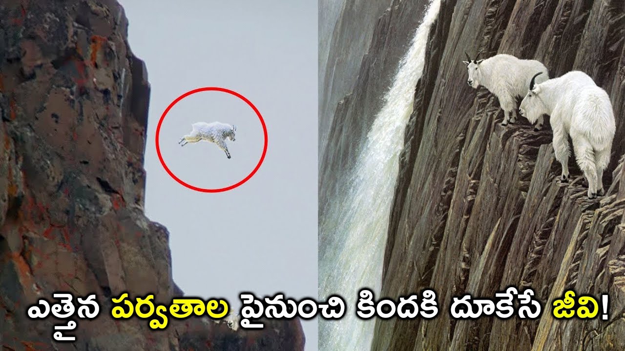 ఈ జంతువులు కొండల పైనుంచి దూకడం చూసి శాస్త్రవేత్తలు ఆశ్చర్యపోయారు! Animals Jumping From Mountains