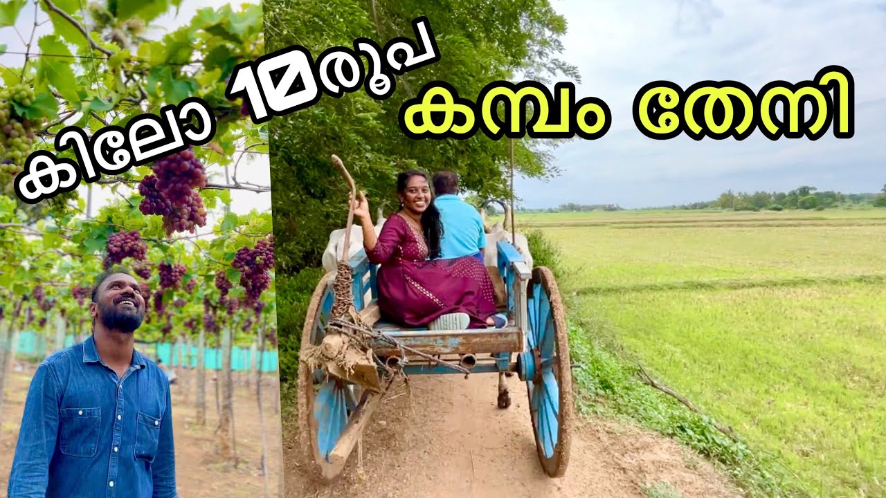 🍇🍇 കമ്പം തേനി ആരുടെയും മനം കൊതിക്കുന്ന ഗ്രാമം | kambam grapes farm village