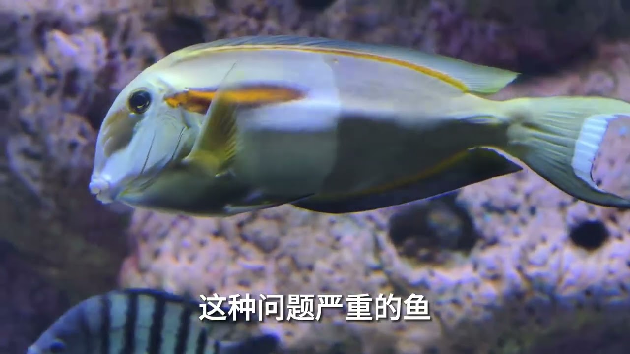 水族圈传来噩耗! 畸形审美催生的科技与狠活! 重庆海洋世界 自然奇境科普季 春日盛放 长丝巨鲶 海洋馆