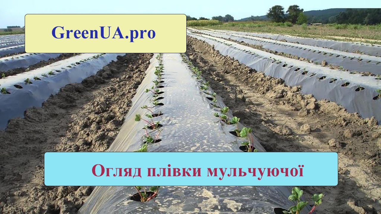 Огляд мульчуючої плівки