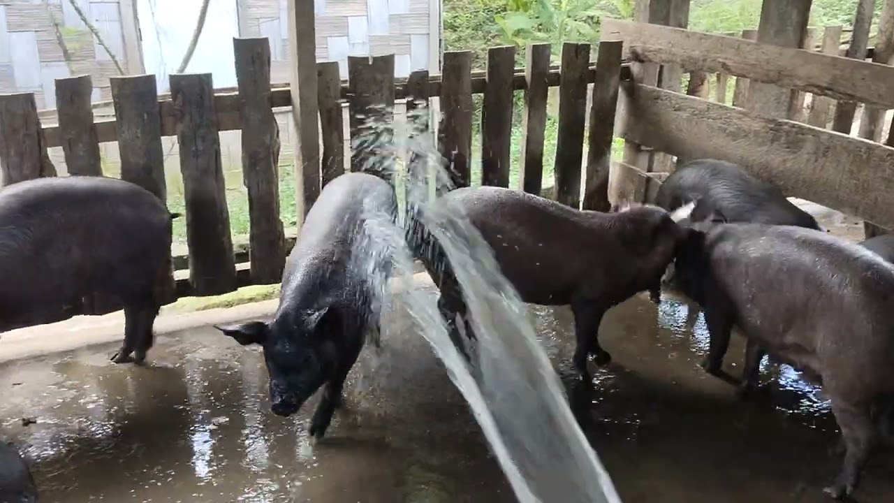  Vawkin sukfai#pigfarming #livestockfarming 
