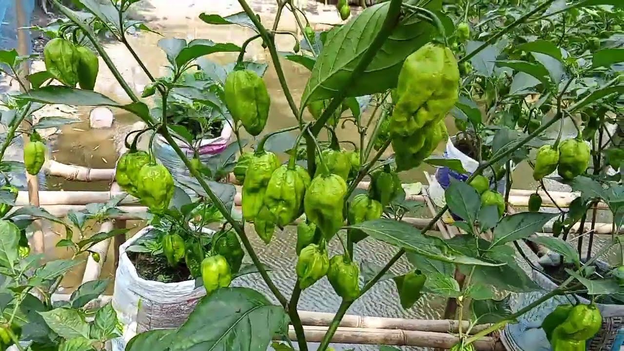 Ghost Chilli | Plant Fruits | Hot Pepper | Bhoot Jolokia Kheti