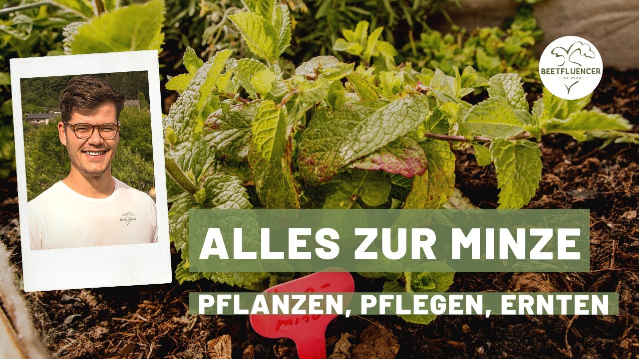 Alles zur Minze- pflanzen, pflegen, ernten