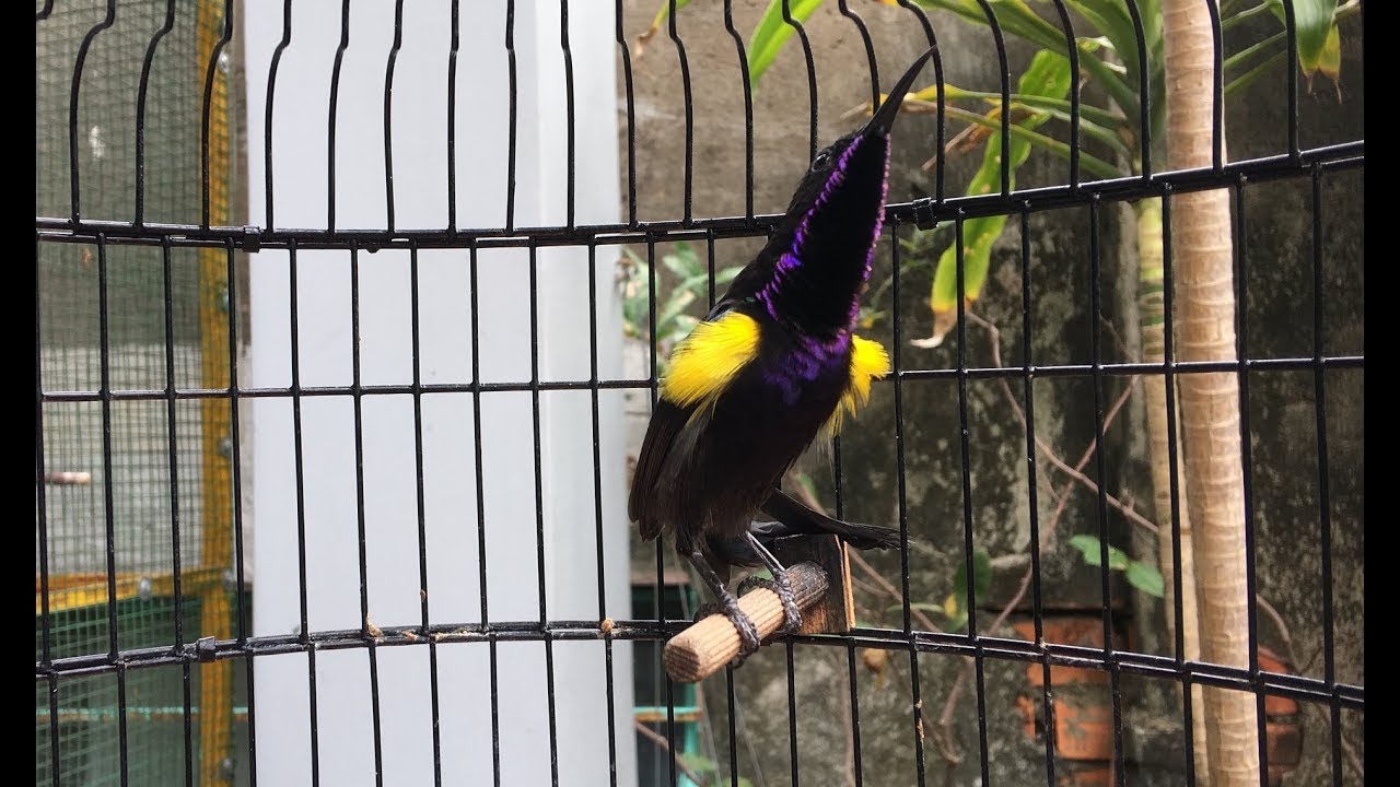 Hút mật tía ô căng lửa hót, lòi chùm lông nách