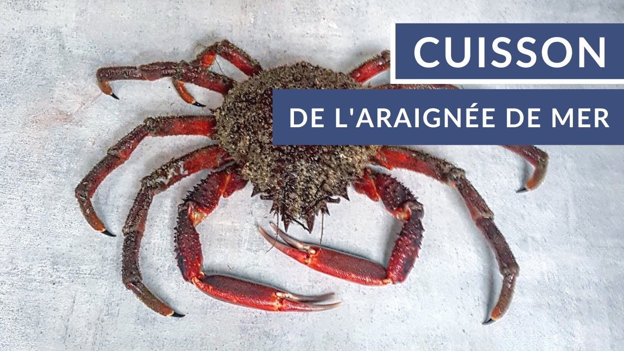 Comment cuire de l'araignée de mer ? 🦀 - Tuto Poiscaille