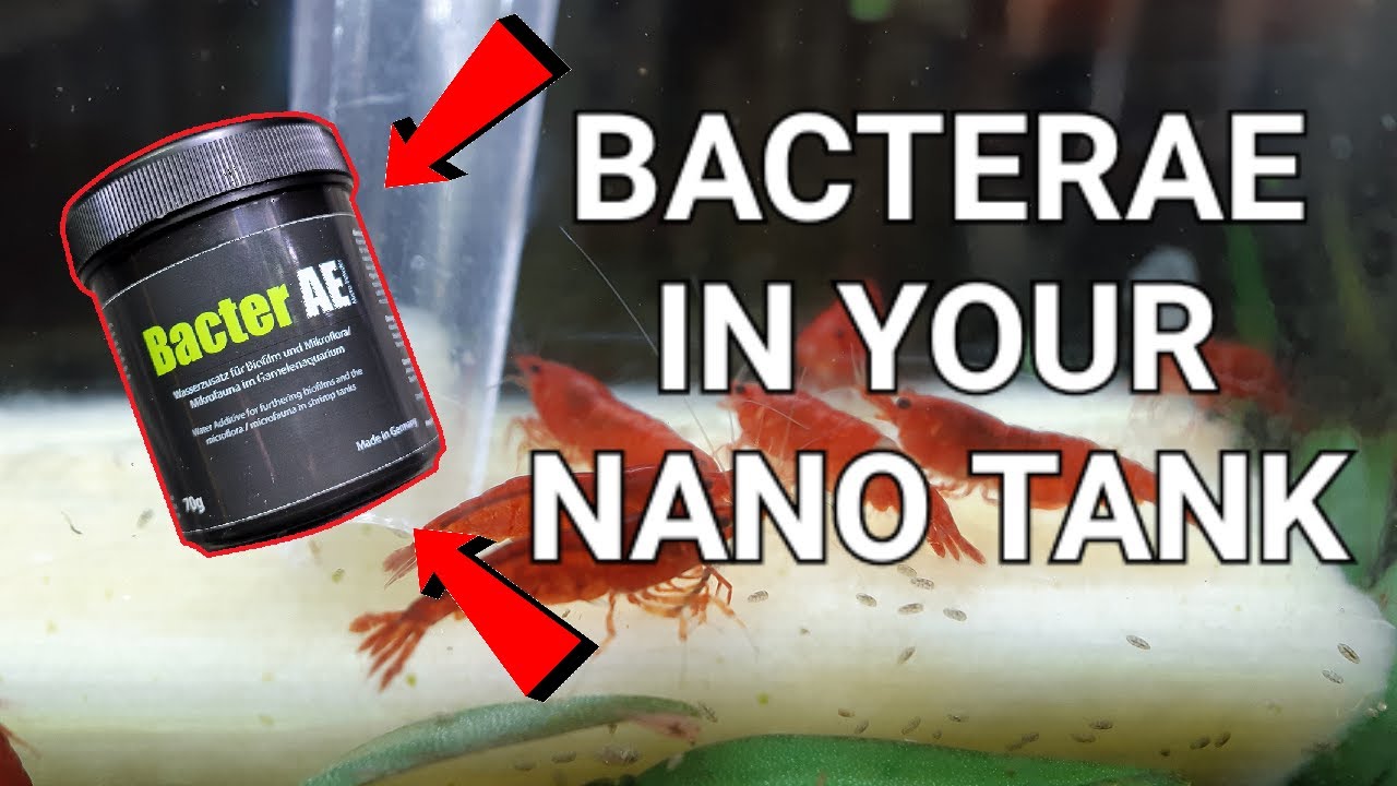 Как использовать BacterAE в нано-креветочном аквариуме