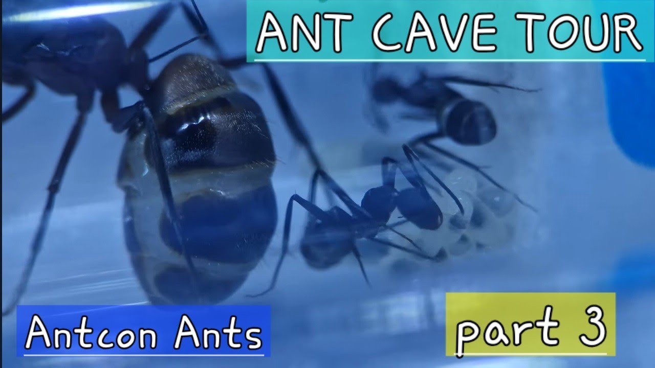 Ant room Tour part 3. Antcon new girls