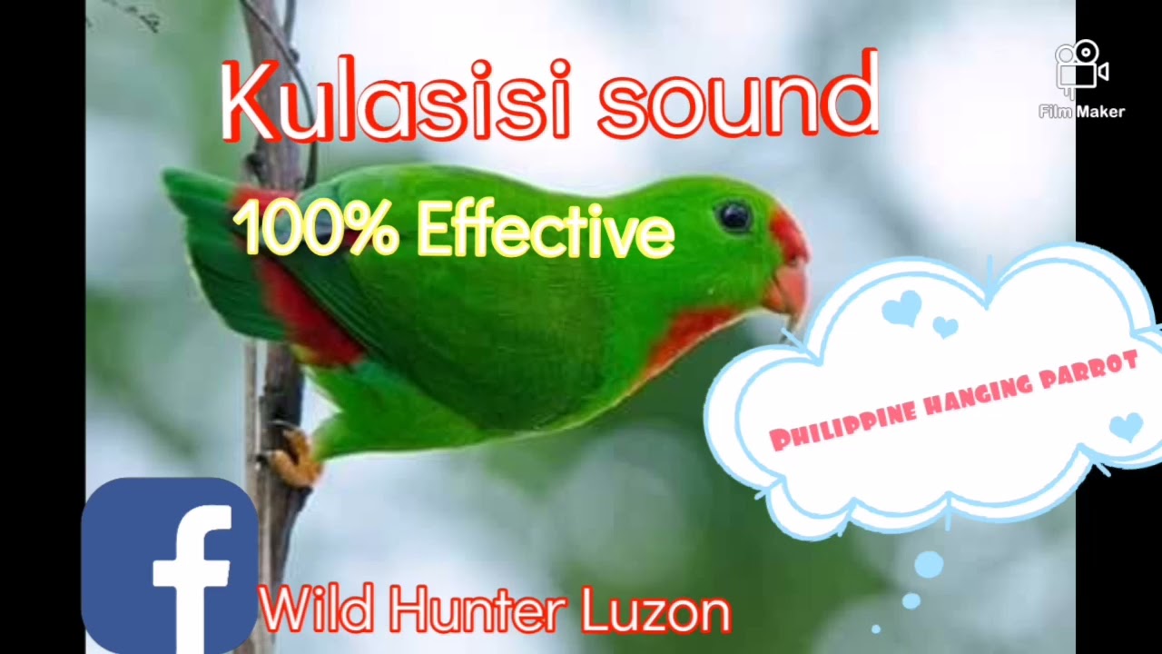 Kulasisi/Philippine hanging parrot sound.. 100% effective pantawag👍🏻😉