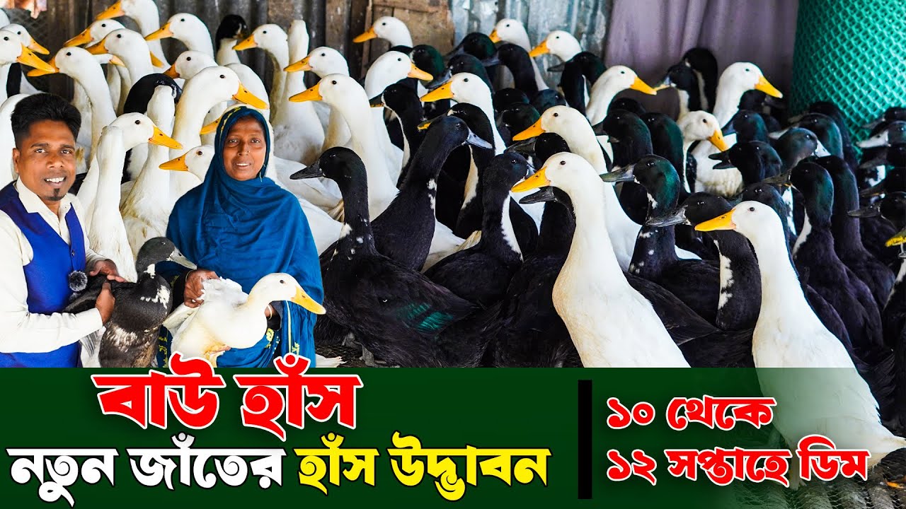 নতুন জাঁতের হাঁস উদ্ভাবন | ডিম উৎপাদনে সেরা | ১০ থেকে ১২ সপ্তাহে ডিম |  Khamar Bangla 24.