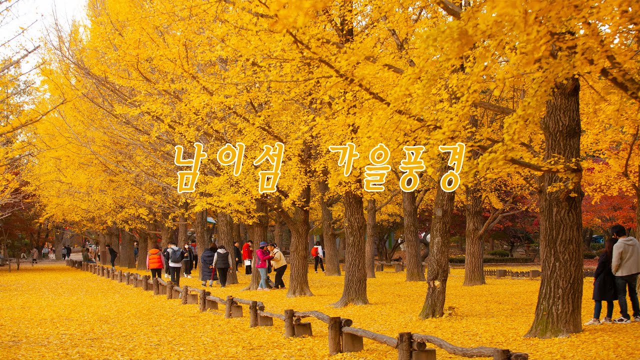 2020 남이섬 가을풍경