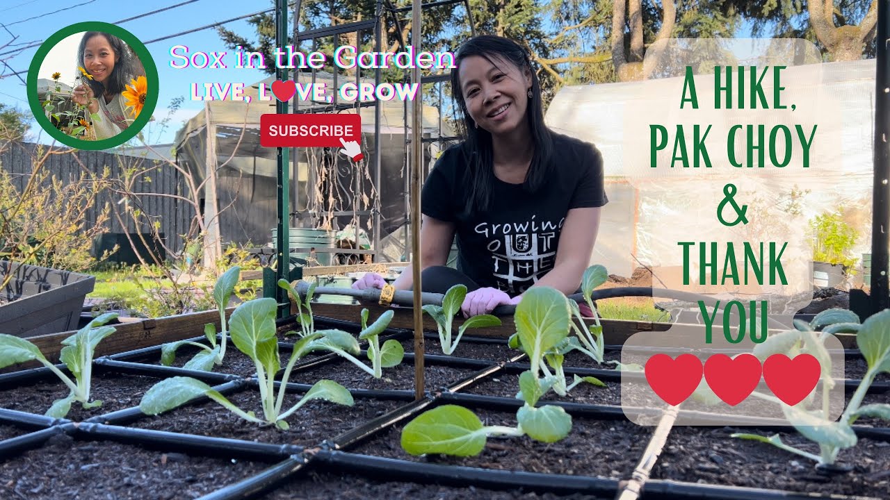 A Hike, Pak Choy & Thank You 🥰🌱❤️ | WA Zone 8B