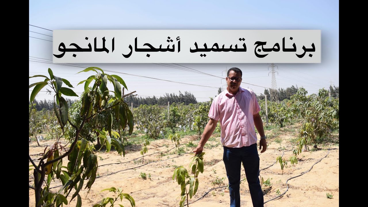برنامج تسميد أشجار المانجو