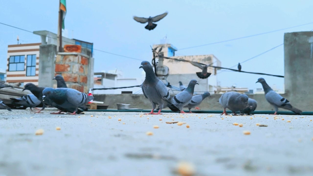 Indian pigeon feeding......🕊 #viral #indianpigeon #pigeon #trending