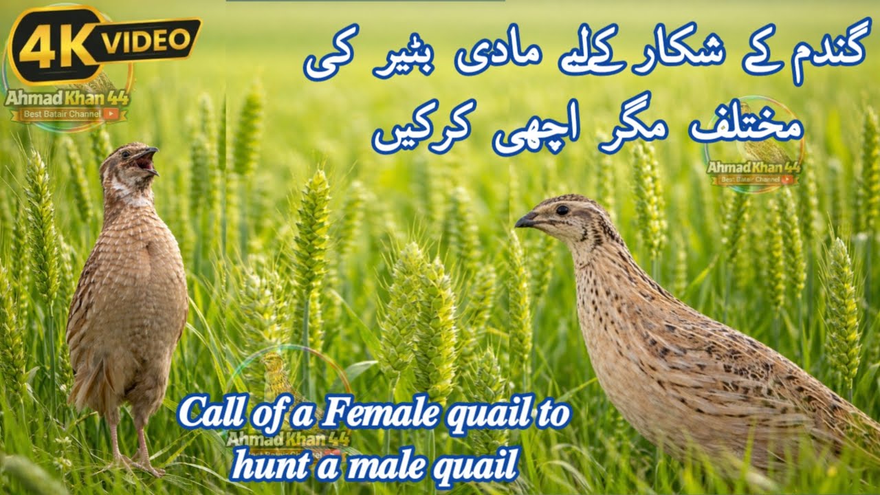 Madi Batair Ki Awaz 2026 _ Female Quail  Sound _ Female Quail Call_ Madi Batair Ki Krik