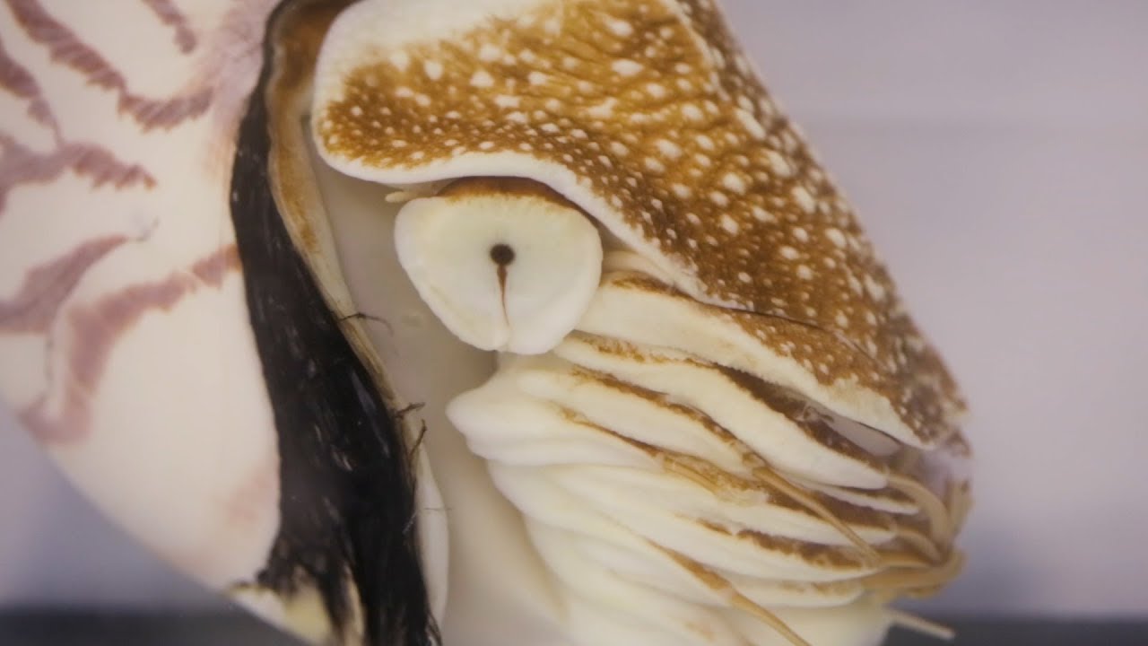 How is a nautilus different from a squid?