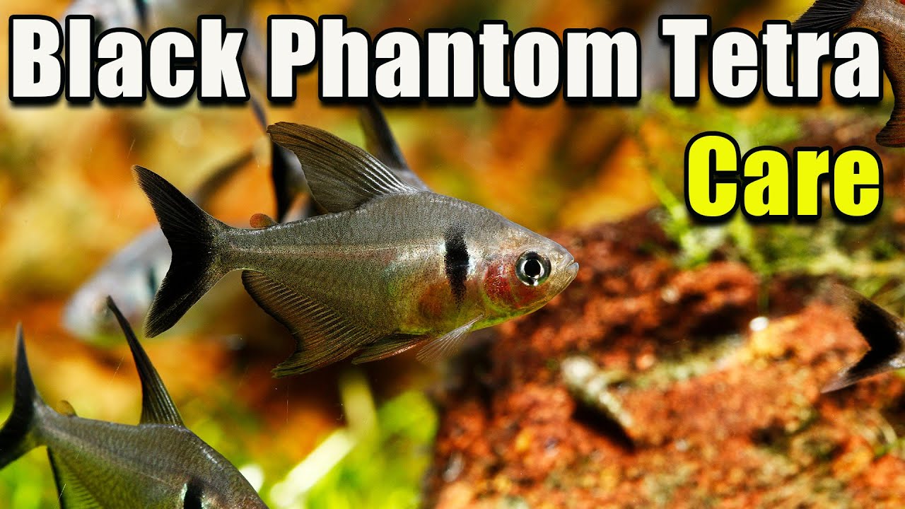 An Awesome Tetra! Black Phantom Tetra Care