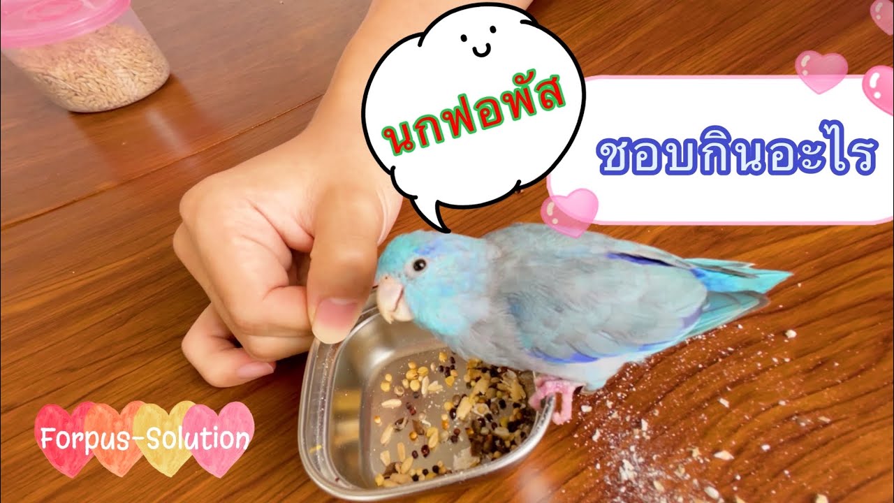 เทสอาหารนกฟอพัส นกชอบอะไร รู้ไว้ฝึกได้ง่ายขึ้น | Forpus-Solution