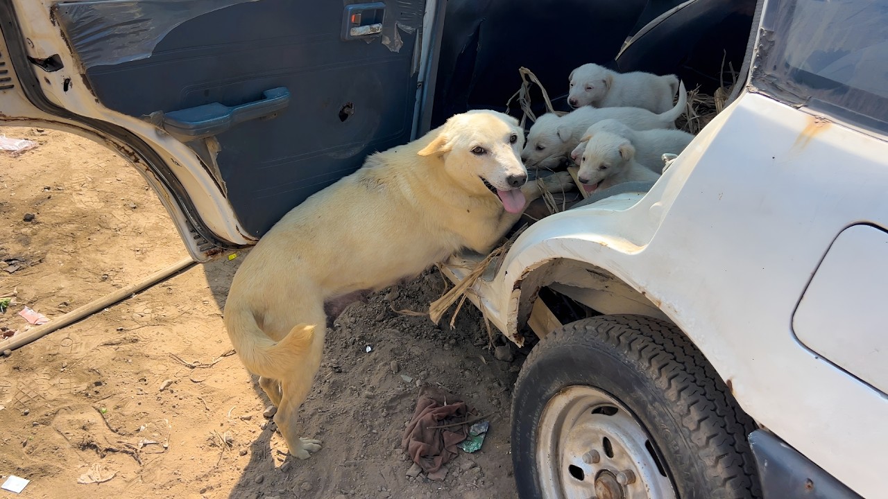 if you won't come along, you will starve here. Puppy rescue a story.