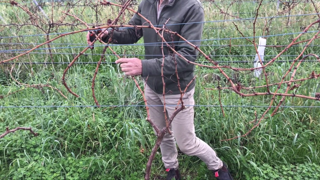 Cane Pruning New approach