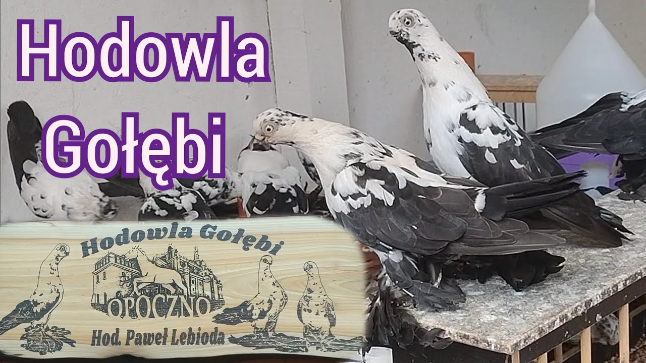 Co stosowałem na drogi oddechowe w mojej hodowli???
