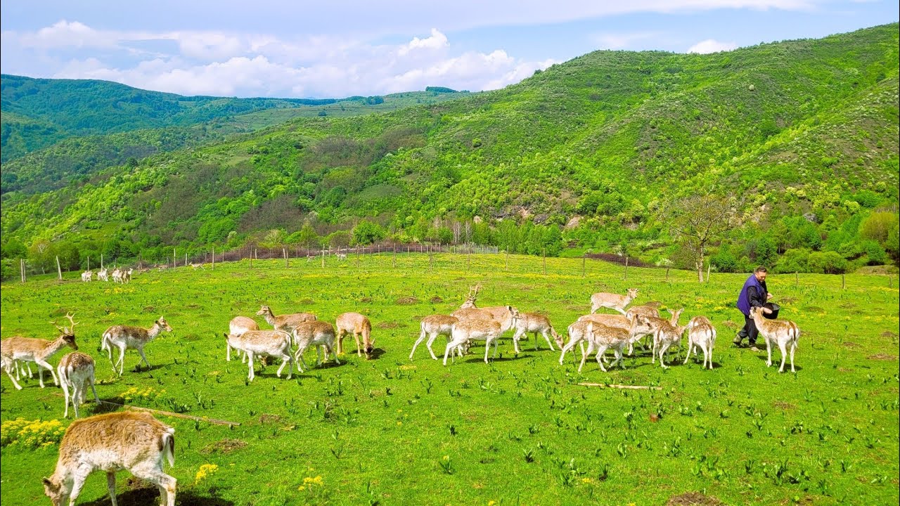 Bulbuc, satul de vis unde pământul costă 1 euro/mp, iar cazarea 50 de lei/noapte!