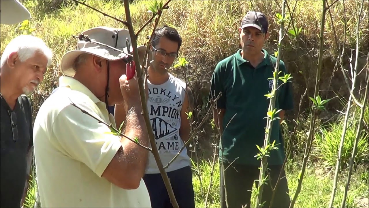 637 ) – 2° - O QUE NÃO SE DEVE FAZER NAS PODAS DAS FRUTÍFERAS – SABAÚNA – MOGI DAS CRUZES - SP 15a