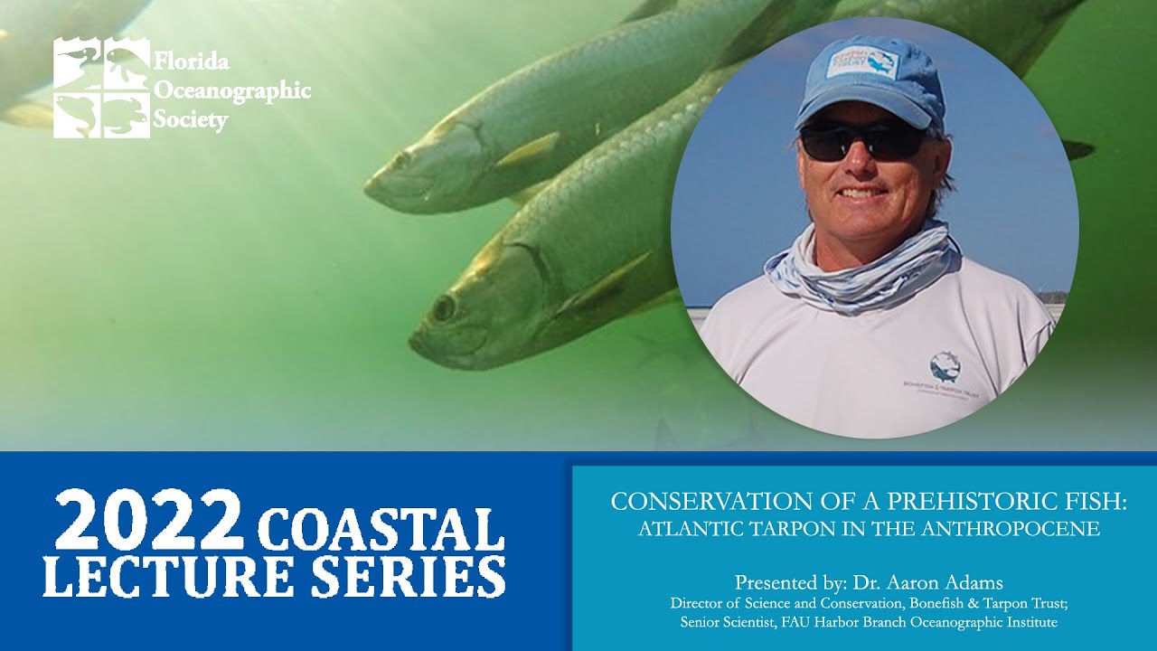Conservation of a Prehistoric Fish: Atlantic Tarpon in the Anthropocene