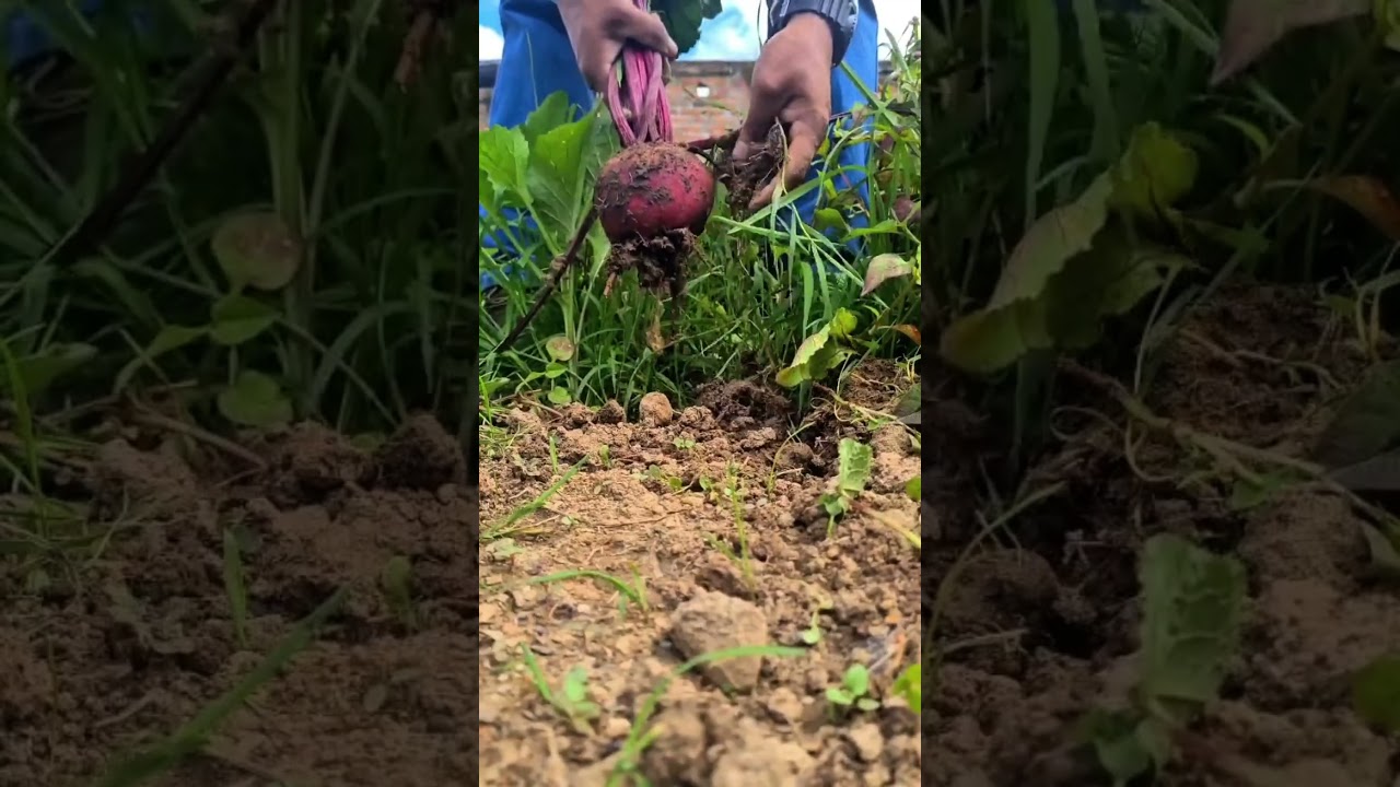 Cosecha de remolacha o betarraga #plantas #jardin #agricultura